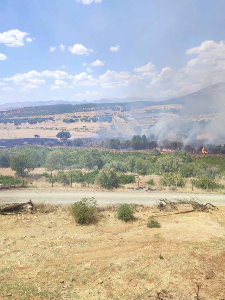 VİDEO - Diyarbakır’da meyve ağaçları yangında zarar gördü