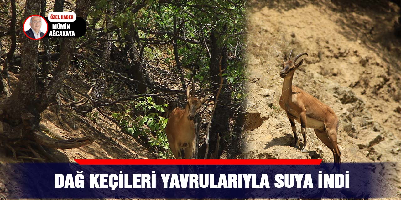 VİDEO - Dağ keçileri yavrularıyla suya indi