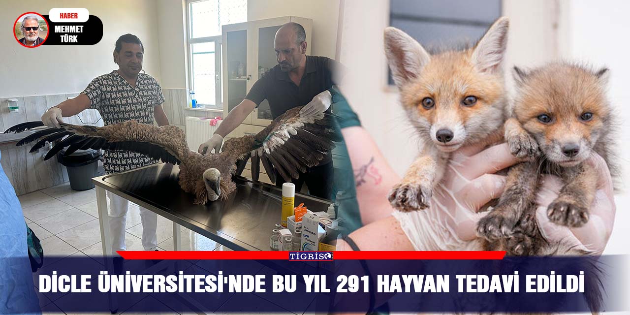 Dicle Üniversitesi'nde bu yıl 291 hayvan tedavi edildi