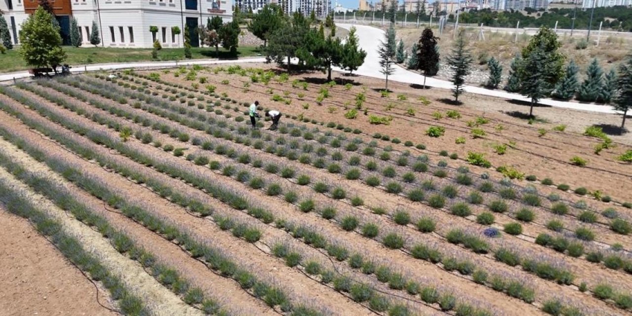 Lavanta yatırımı yaptılar, 3 yılda 1,5 ton hasat gerçekleşti