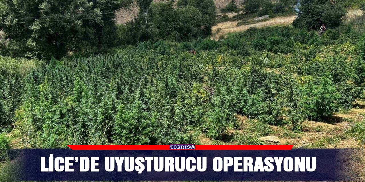 Lice’de uyuşturucu operasyonu