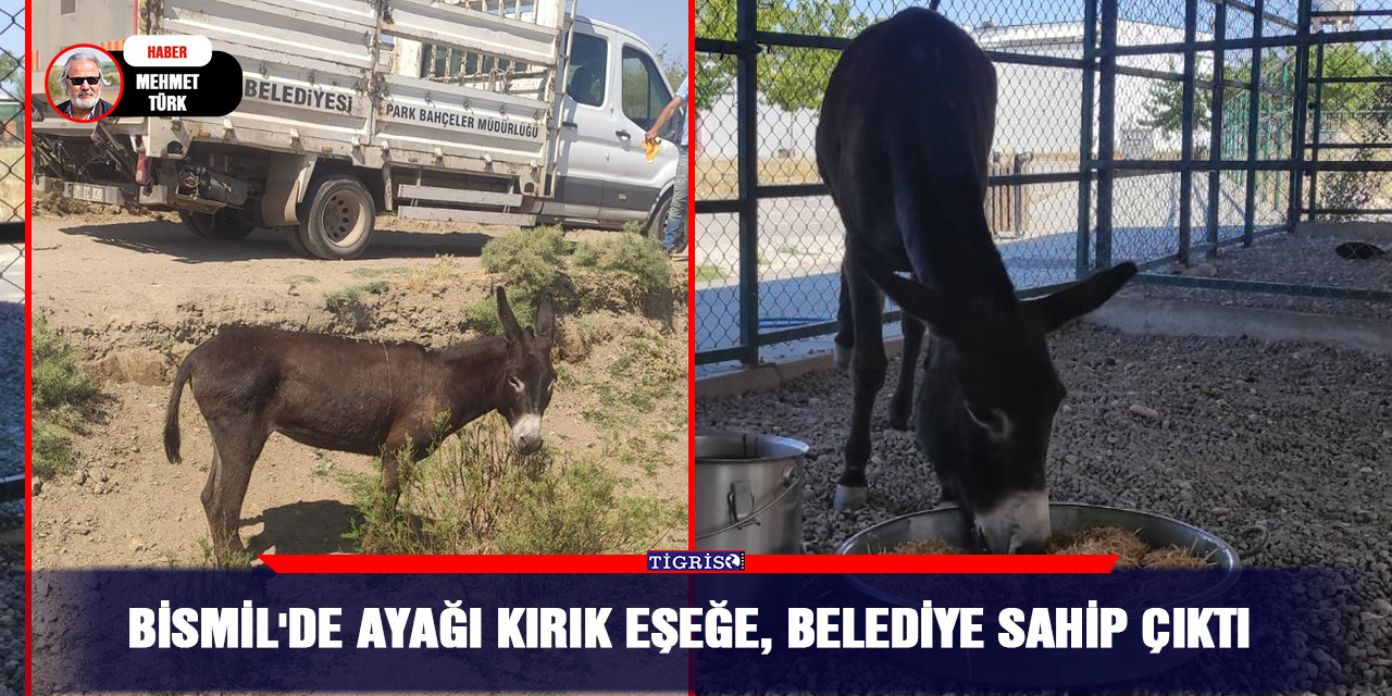 Bismil'de ayağı kırık eşeğe, belediye sahip çıktı