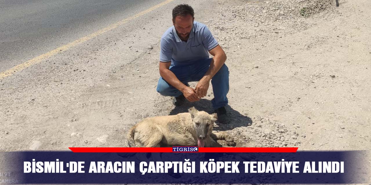 Bismil'de aracın çarptığı köpek tedaviye alındı