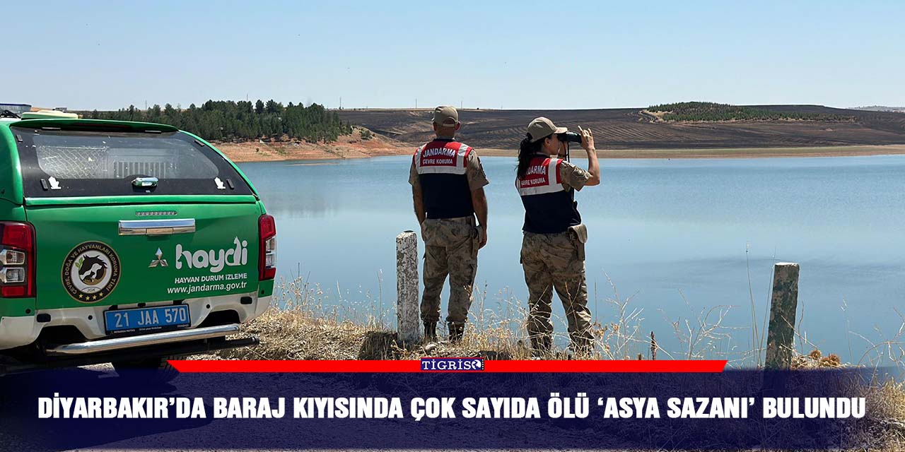 Diyarbakır’da baraj kıyısında çok sayıda ölü ‘Asya Sazanı’ bulundu