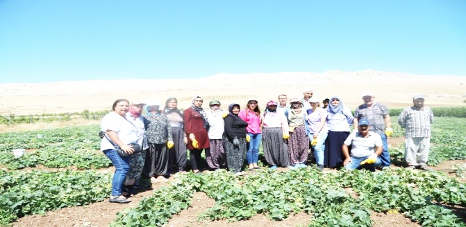 Ergani'de eşbaşkanlar tarlaya indi