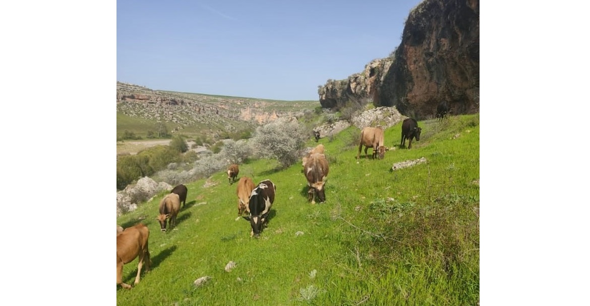 Diyarbakır'da hayvancılıkla uğraşan ailenin 5 ineği çalındı