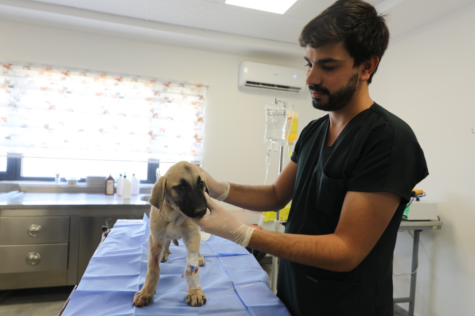 "Gençlik Hastalığı"na yakalanan yavru köpek tedavi altına alındı