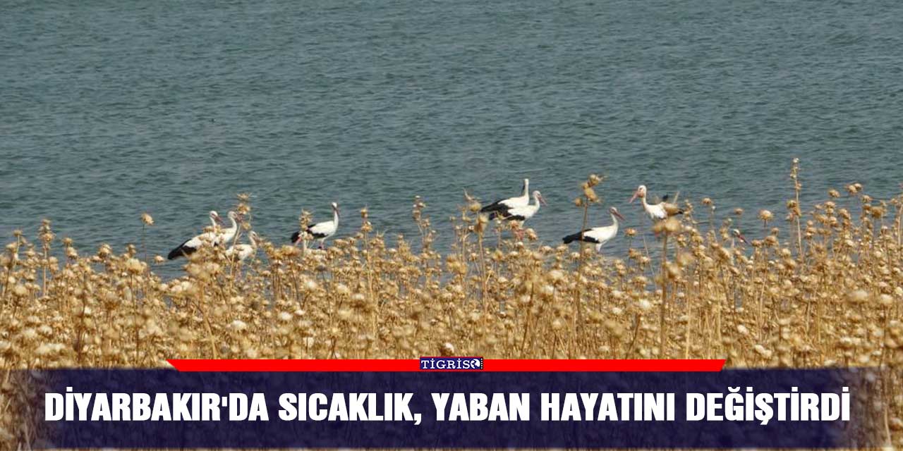 Diyarbakır'da sıcaklık, yaban hayatını değiştirdi