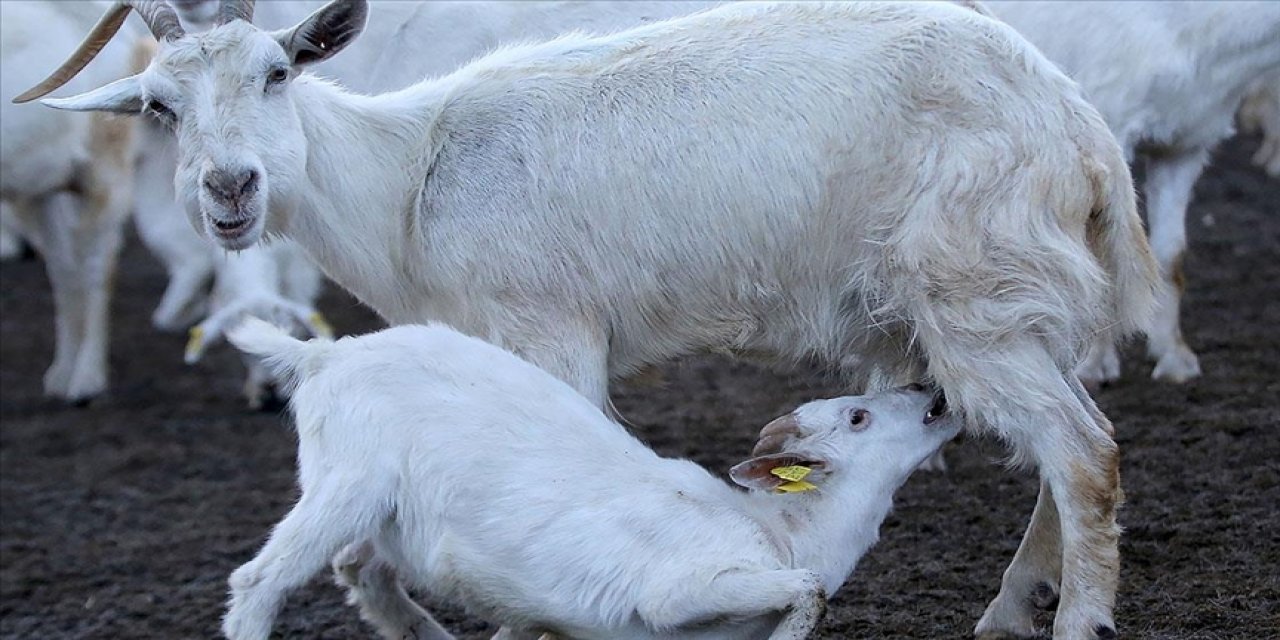 Kuzu oğlak ve Çoban istihdamı destek başvuru tarihi açıklandı