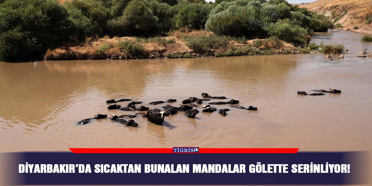 Diyarbakır’da sıcaktan bunalan mandalar gölette serinliyor!