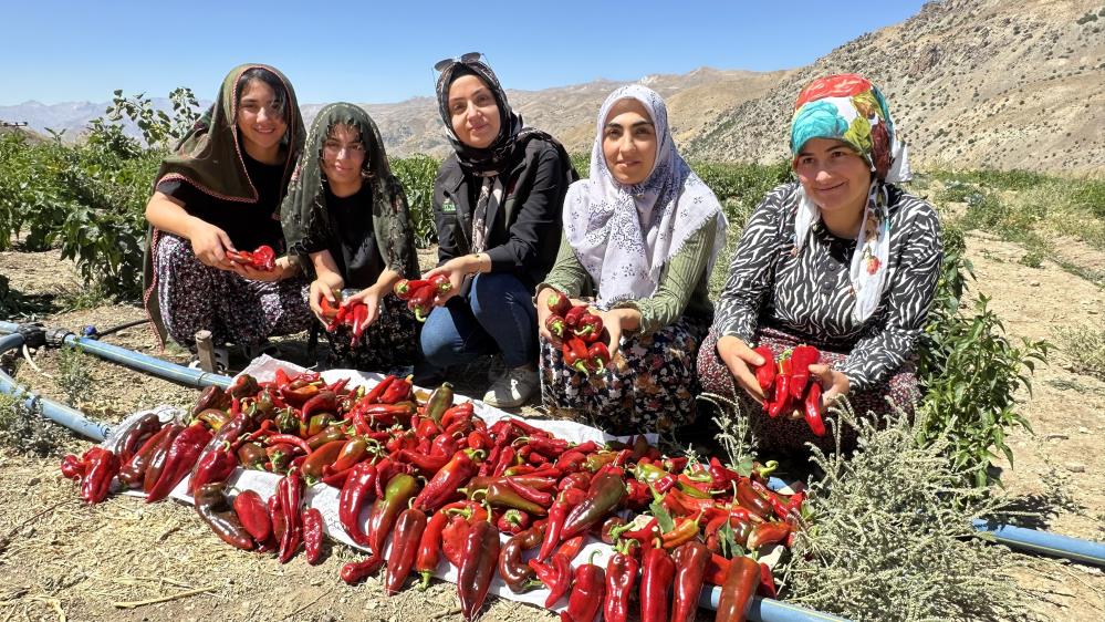 Çiftçi kadınlar biber hasadına başladı