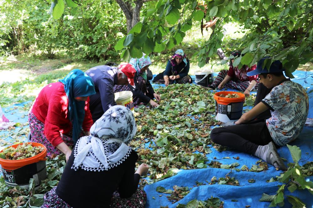 'Olmaz' denilen fındığın hasadına başlandı