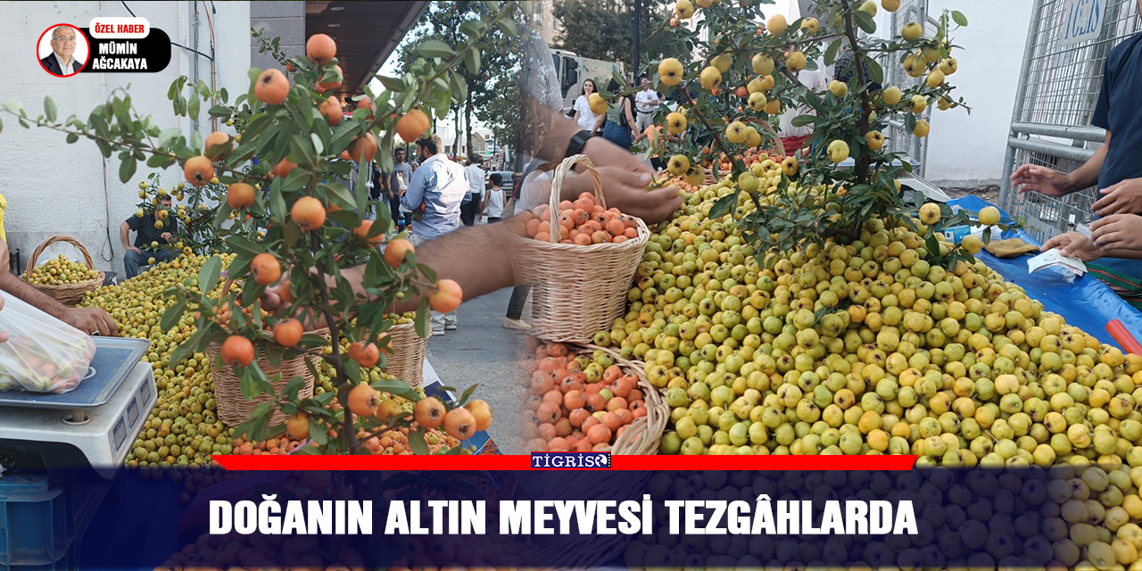 Doğanın altın meyvesi tezgâhlarda