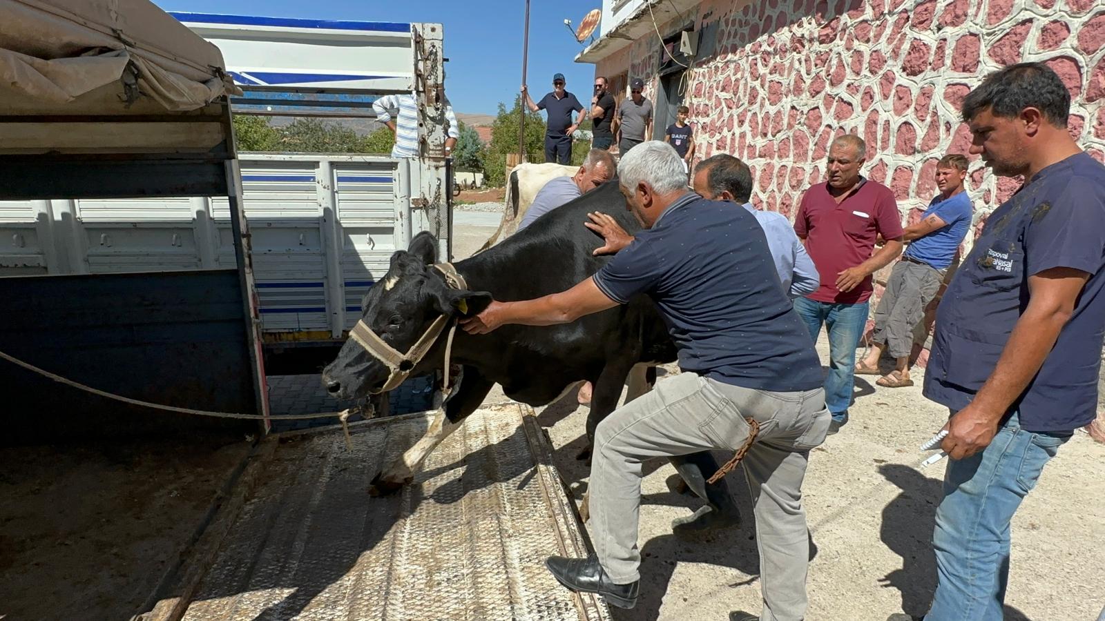 ROTARY’DEN DEPREMZEDE AİLELERE GEBE DÜVE YARDIMI