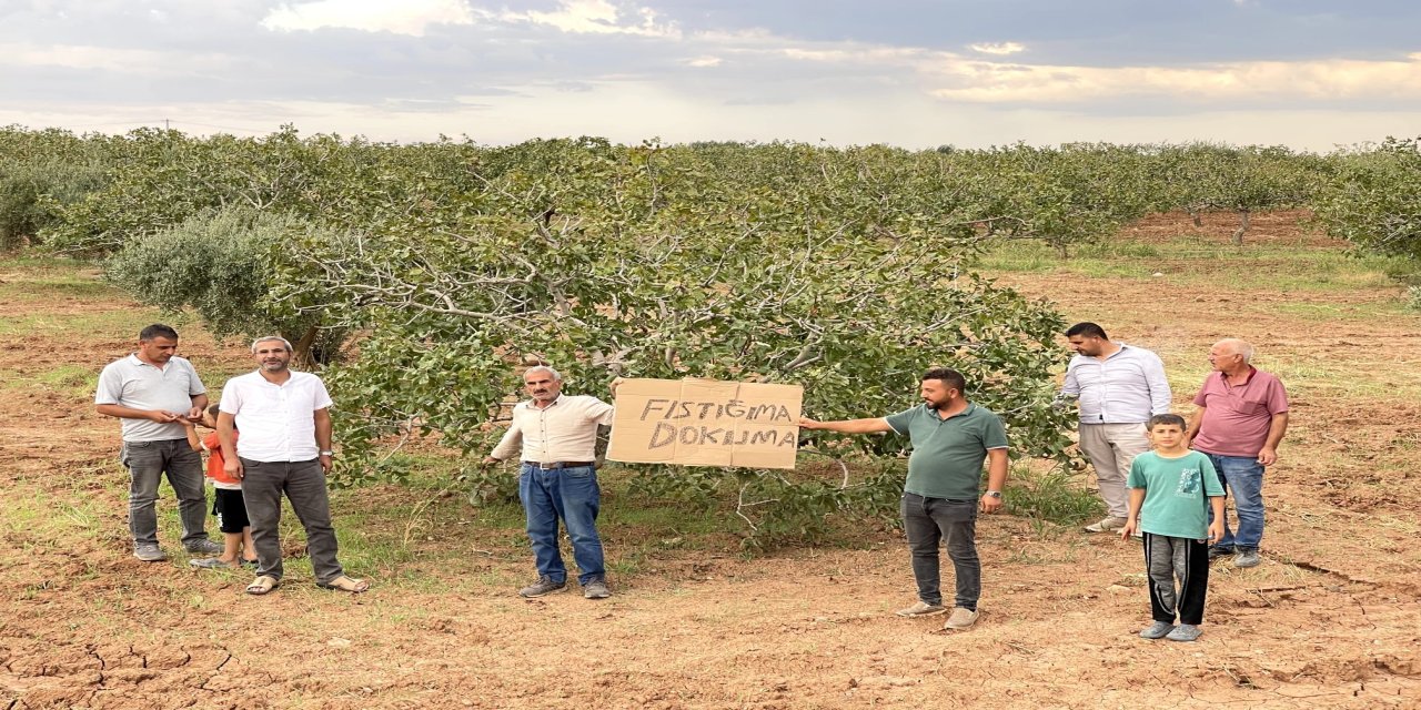 Urfa'da 50 yıllık zeytin ve fıstık ekili araziler imara açıldı