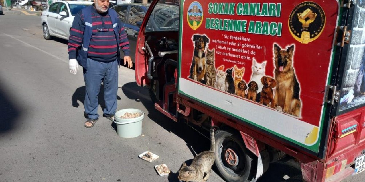 Diyarbakır'da sokak hayvanları için önemli çağrı