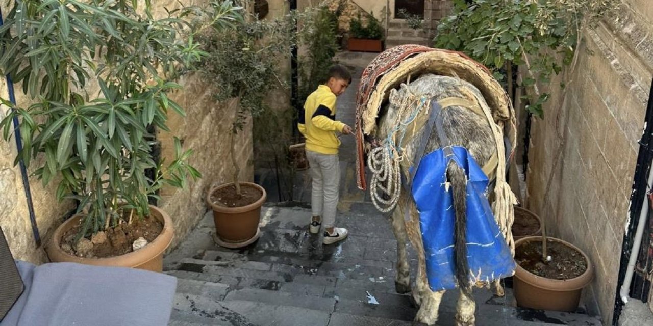 Mardin'de kadrolu eşek mesaisi