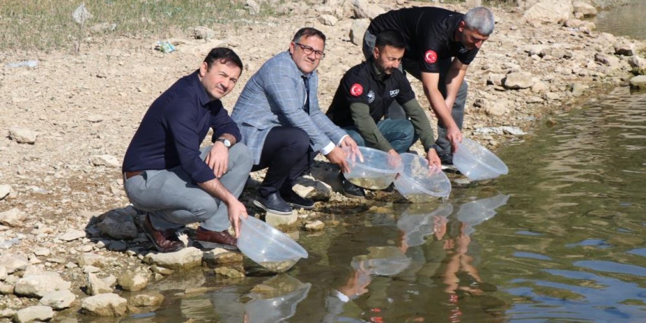 Kralkızı Barajına 100 bin pullu sazan yavrusu bırakıldı