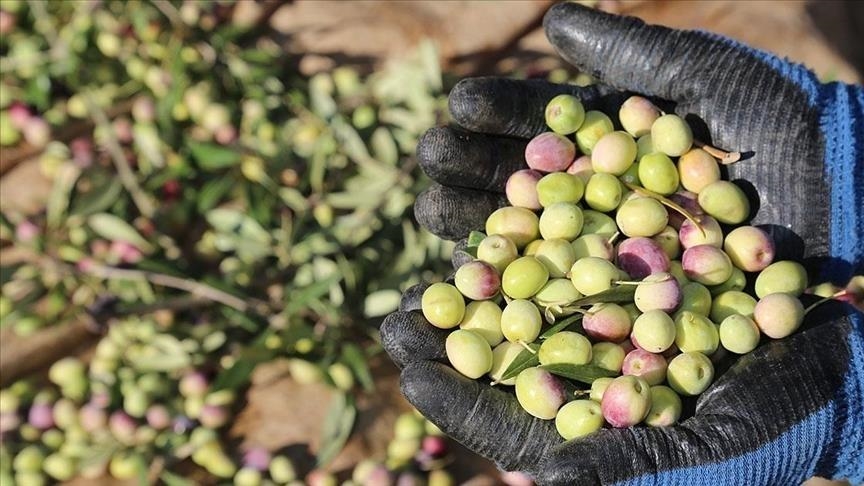 Marmarabirlik 2024-2025 Zeytin Alım Fiyatlarını Açıkladı