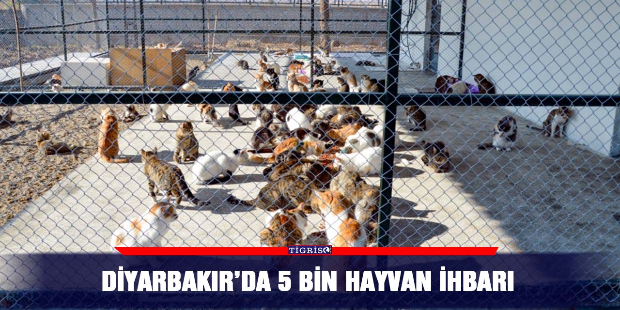 Diyarbakır’da 5 Bin hayvan İhbarı