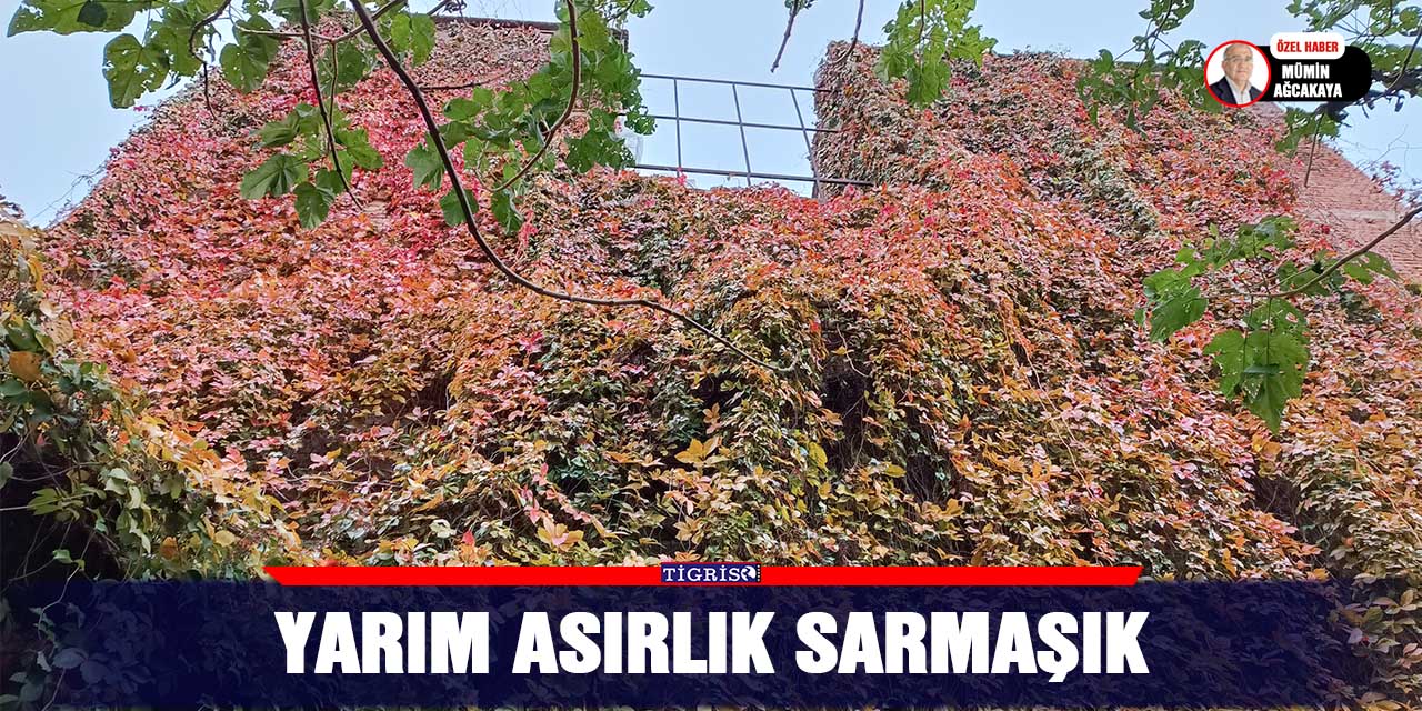 Yarım Asırlık Sarmaşık