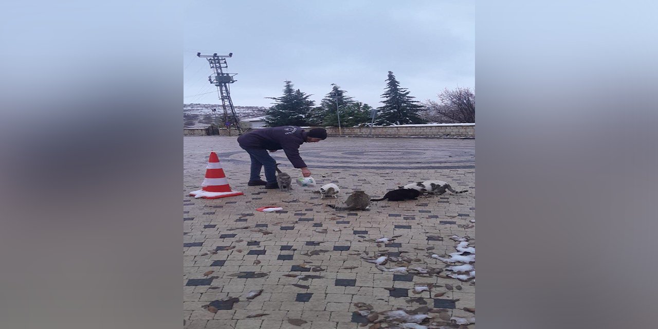 Diyarbakır Eğil Belediyesi'nden sokak hayvanlarına mama desteği