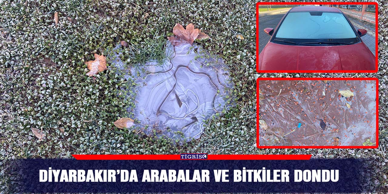 Diyarbakır’da arabalar ve bitkiler dondu