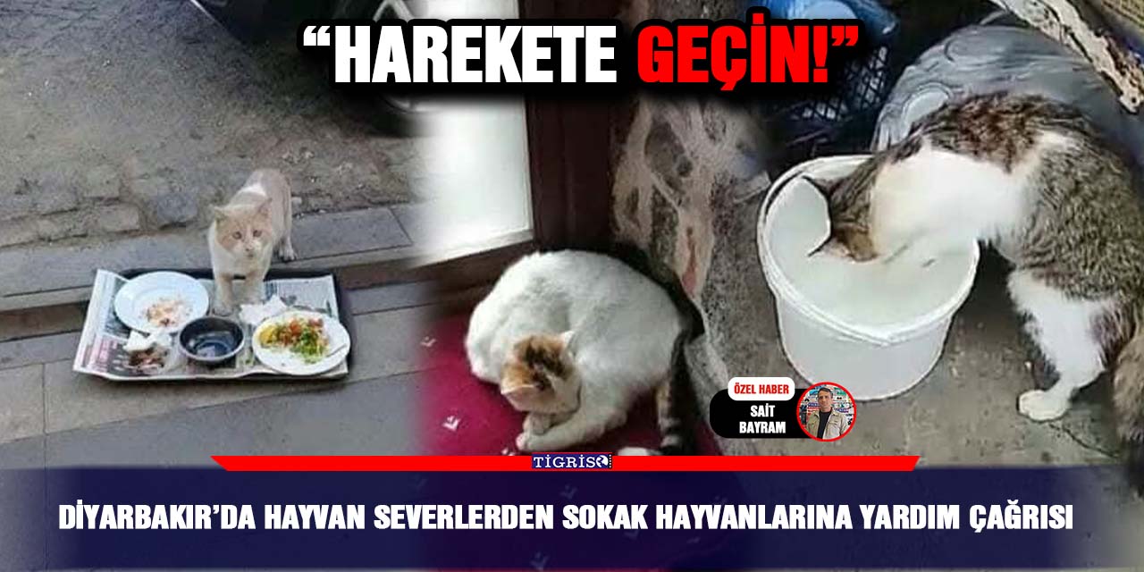 Diyarbakır’da Hayvan severlerden sokak hayvanlarına yardım çağrısı