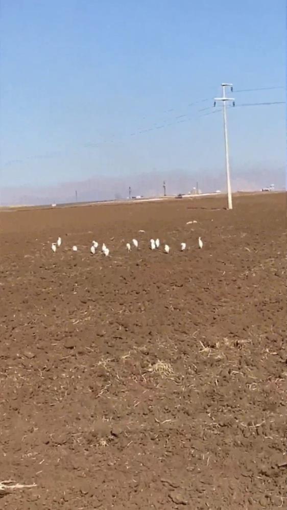 Mardin'de akbalıkçıl kuşları erken görüldü