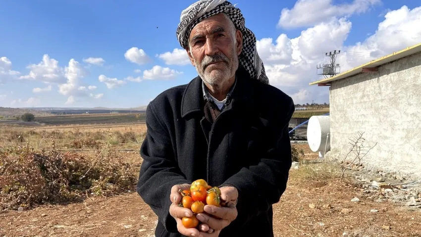 Kışın tüketiliyor: Urfa'nın bej domatesi koruma altına alınacak