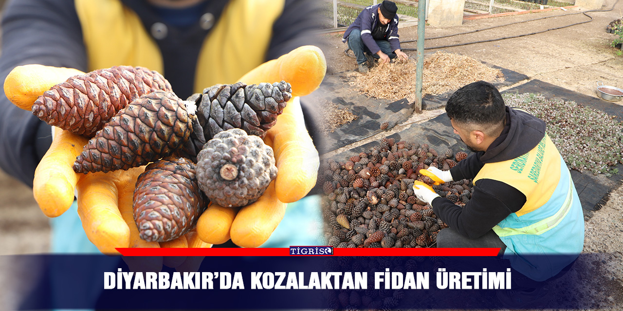 Diyarbakır’da kozalaktan fidan üretimi