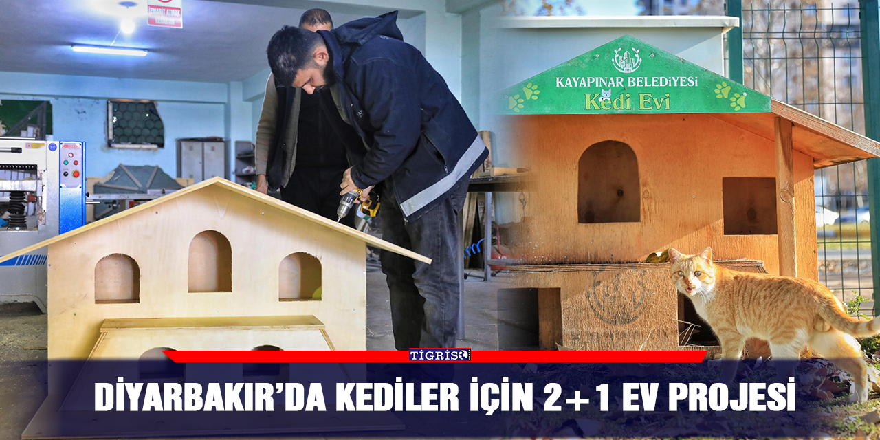 Diyarbakır’da kediler için 2+1 ev projesi