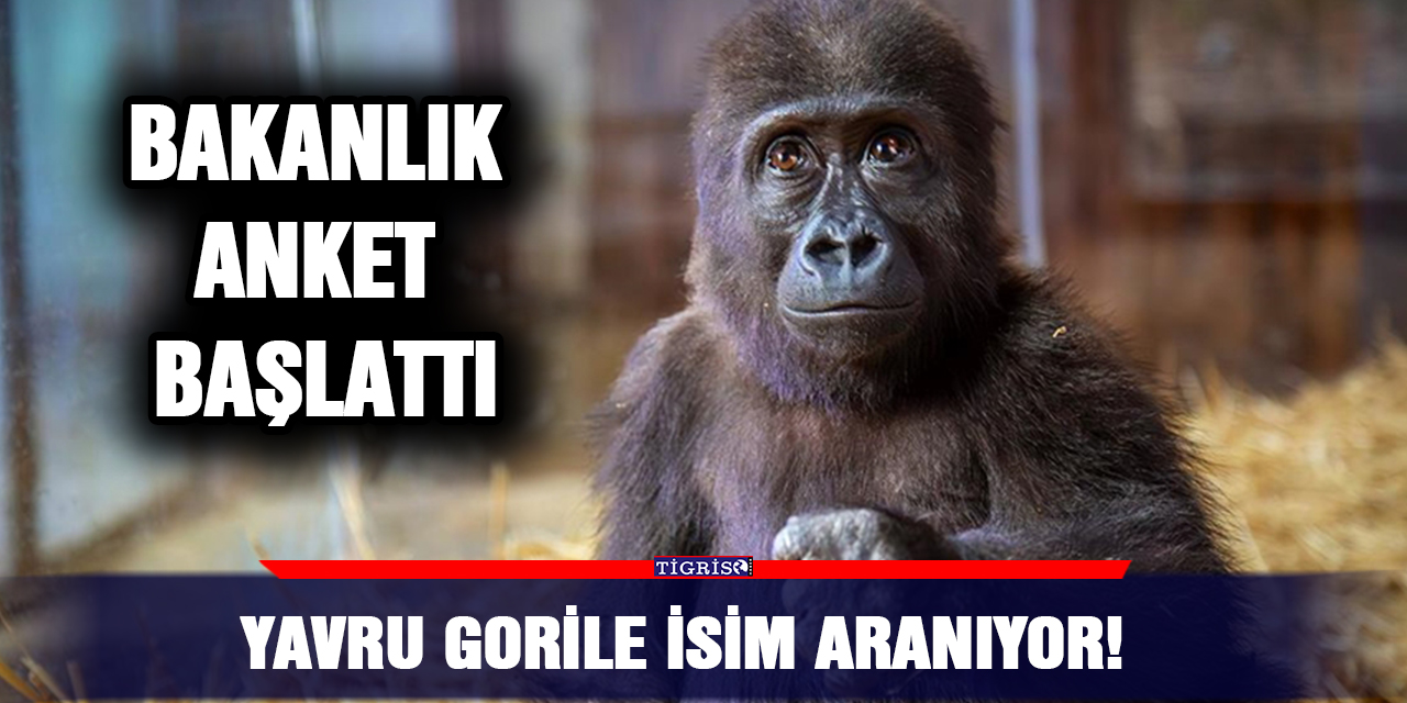 Yavru gorile isim aranıyor