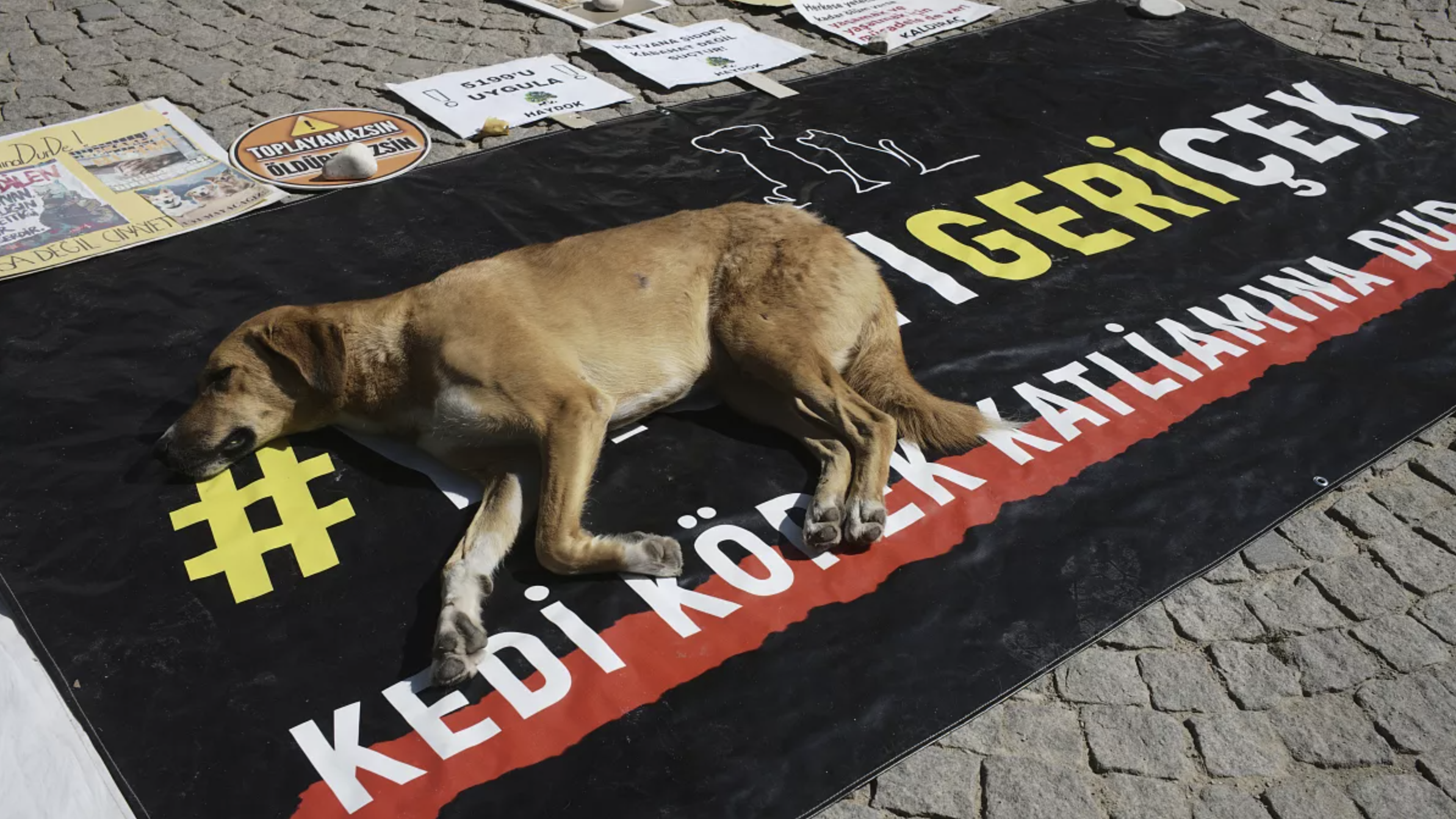 AK Partili belediye, sokak hayvanlarını toplatma ihalesine çıktı