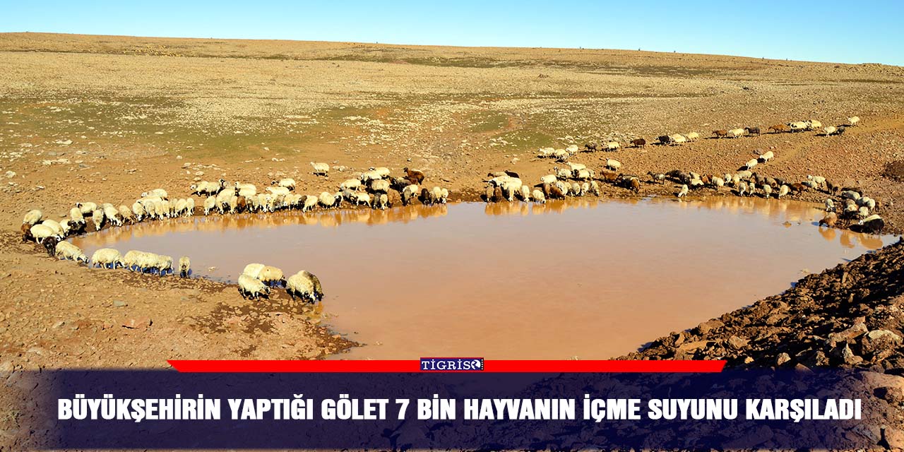 Büyükşehirin yaptığı gölet 7 bin hayvanın içme suyunu karşıladı