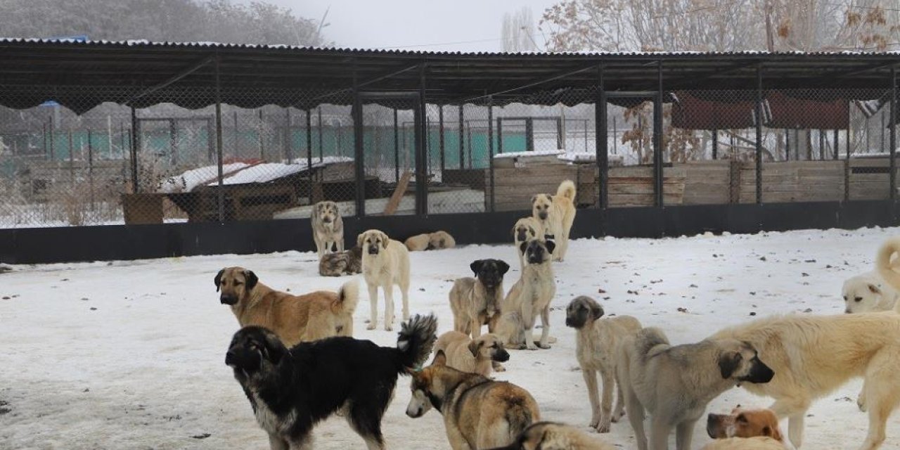 Köpek katliamı iddiası: Belediye çalışanları görevden uzaklaştırıldı