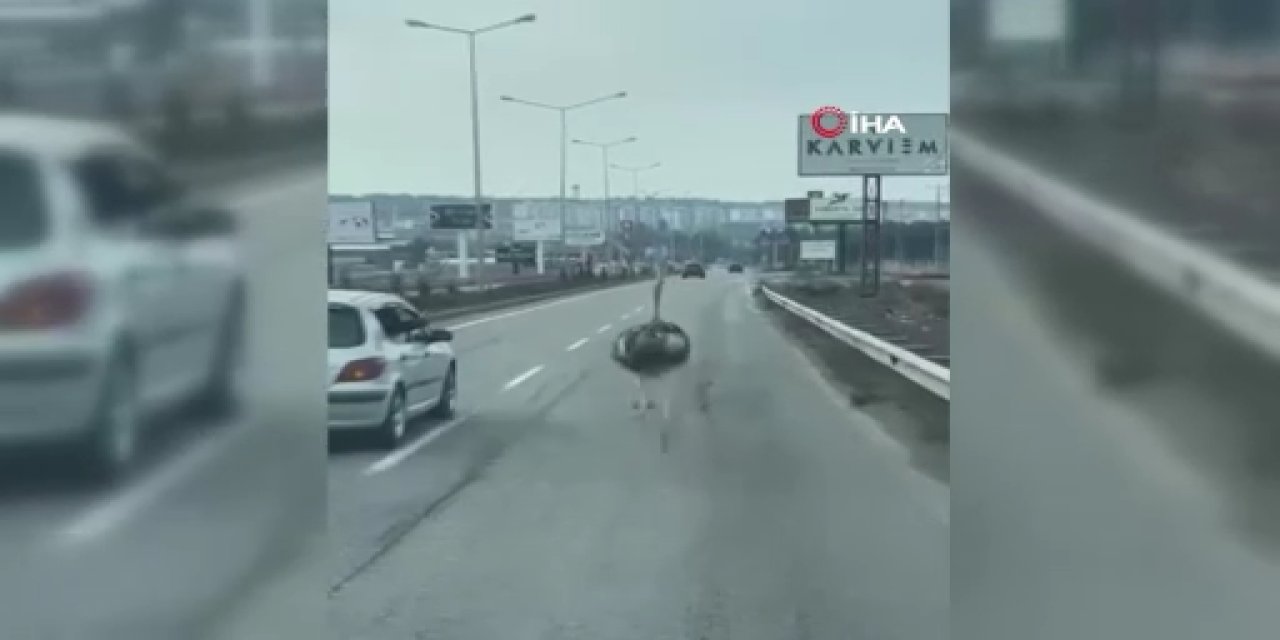 (VİDEO) Diyarbakır trafiğinde deve kuşu