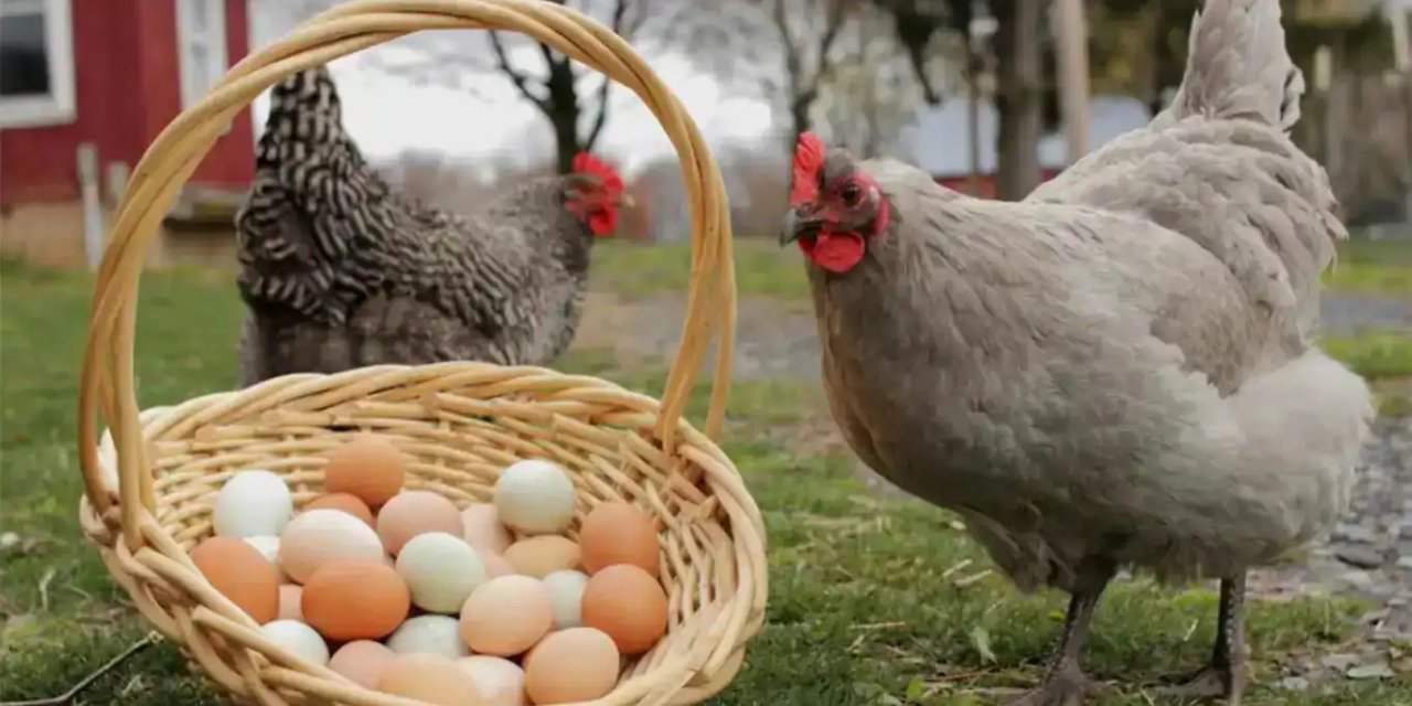 Tavuk eti üretimi artış gösterdi