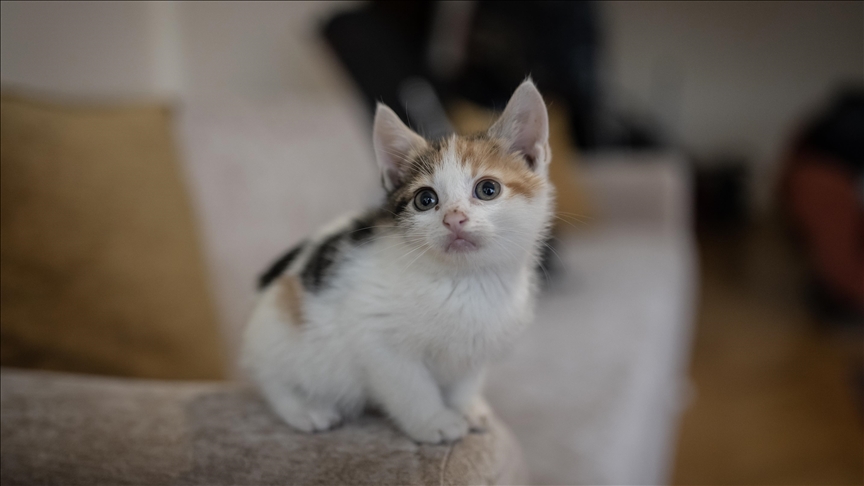 Kedi ve Köpekler İçin yönetmelik: Resmi gazetede yayımlandı