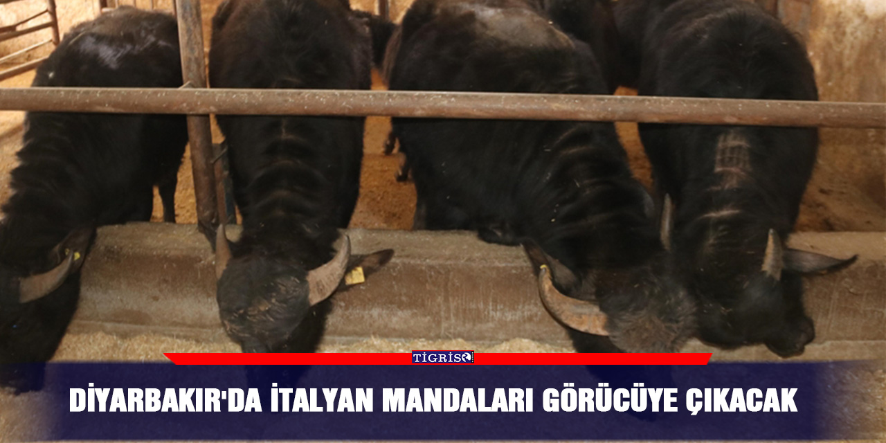 Diyarbakır'da İtalyan mandaları görücüye çıkacak