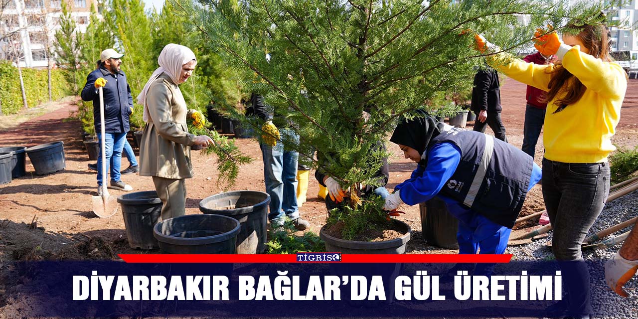 Diyarbakır Bağlar’da gül üretimi