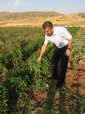 Yeşil biber çiftçinin yüzünü güldürüyor