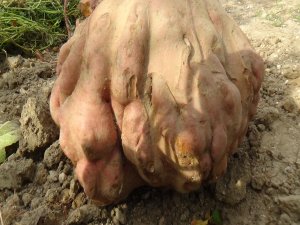 22 kilogramlık patates Guinness'e aday