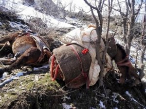 Li Roboskê leşkeran 8 hêstirên din jî kuştin!