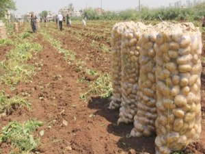 Van’da patates üretimi için çağrı