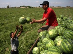 İllere Göre Karpuz Üretimi