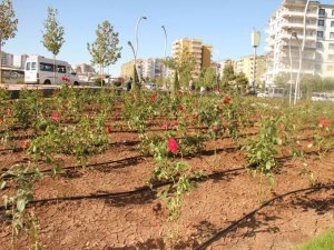 Diyarbakır'ın gül bahçeleri Bağlar'da hayat buluyor