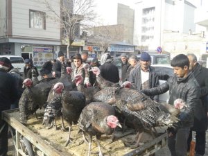 Yılbaşı hindileri satışta