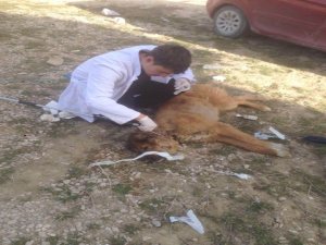 Yaralı sokak köpeği tedavi altına alındı