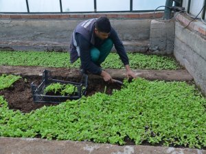 Diyarbakır’a 175 bin çiçek dikilecek